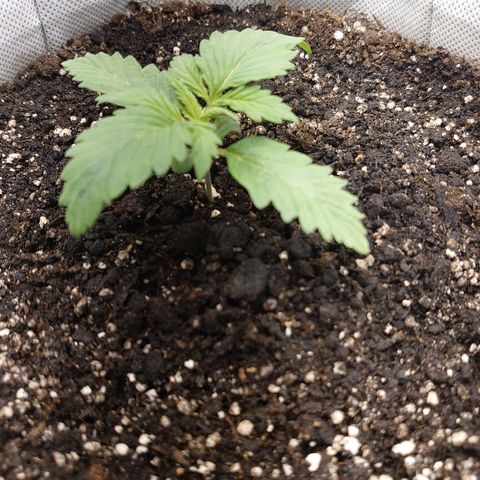Мавка growlog timeline photo