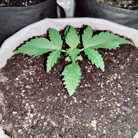 Мавка growlog timeline photo