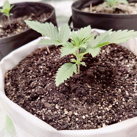 Мавка growlog timeline photo