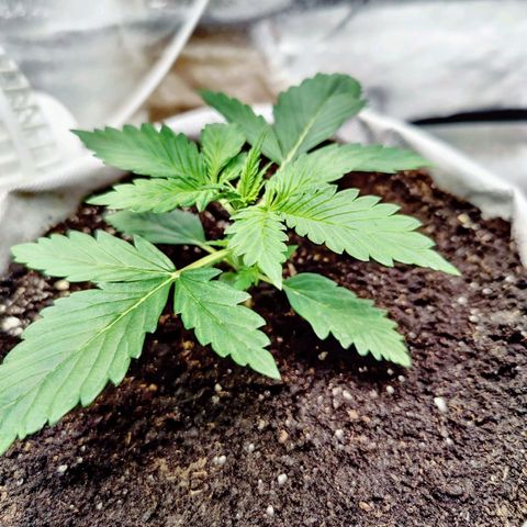 Мавка growlog timeline photo