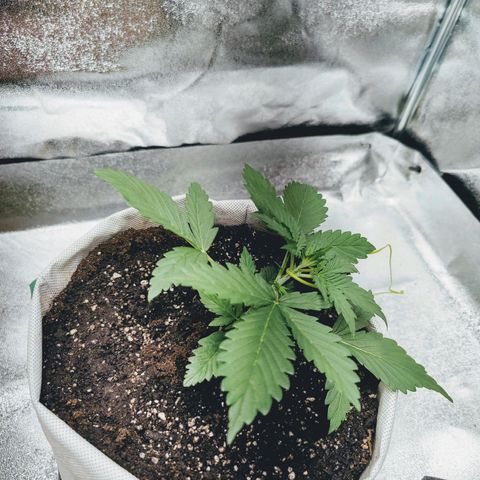 Мавка growlog timeline photo