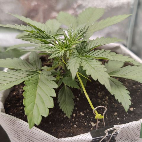 Мавка growlog timeline photo
