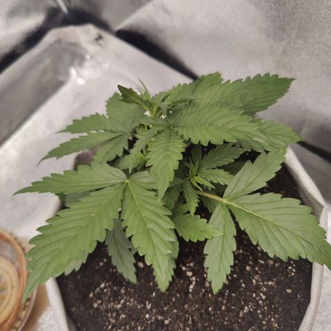 Мавка growlog timeline photo