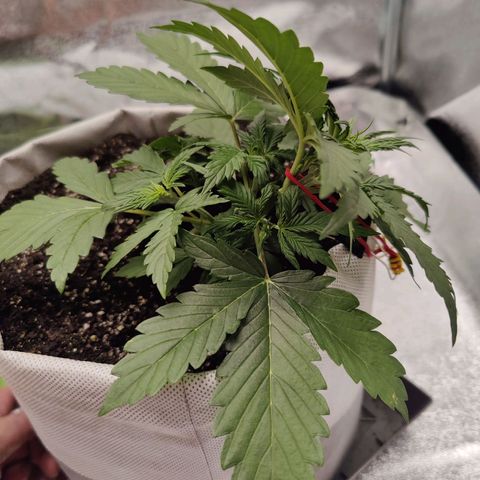 Мавка growlog timeline photo