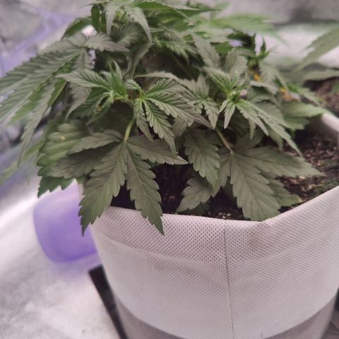 Мавка growlog timeline photo