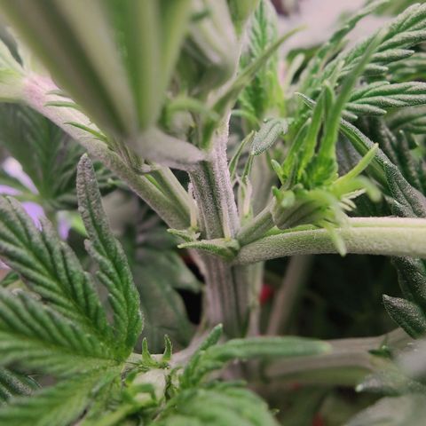 Мавка growlog timeline photo