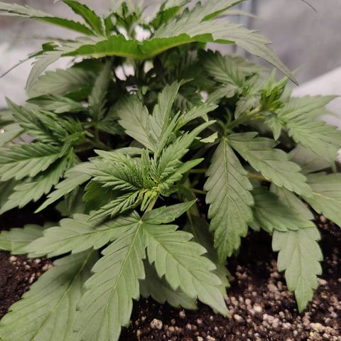 Мавка growlog timeline photo