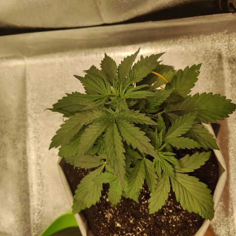 Мавка growlog timeline photo