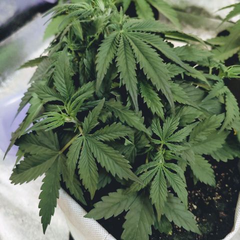 Мавка growlog timeline photo