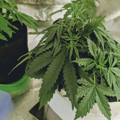 Мавка growlog timeline photo