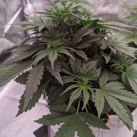 Мавка growlog timeline photo