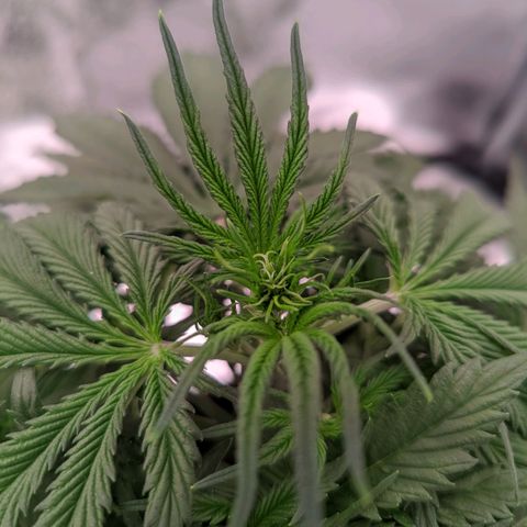 Мавка growlog timeline photo