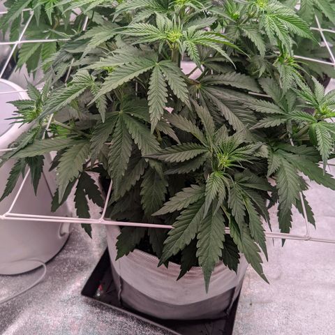 Мавка growlog timeline photo