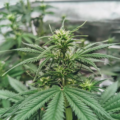 Мавка growlog timeline photo