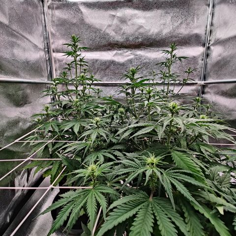 Мавка growlog timeline photo