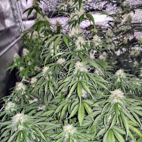 Мавка growlog timeline photo