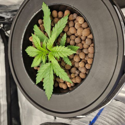 Purpel Kush, White whidoow-Norther light growlog timeline photo