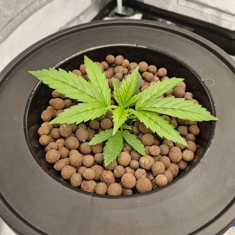 Purpel Kush, White whidoow-Norther light growlog timeline photo
