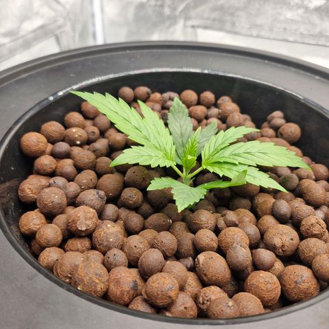 Purpel Kush, White whidoow-Norther light growlog timeline photo