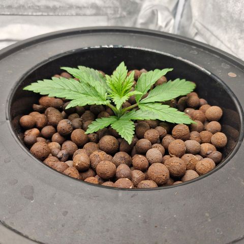 Purpel Kush, White whidoow-Norther light growlog timeline photo