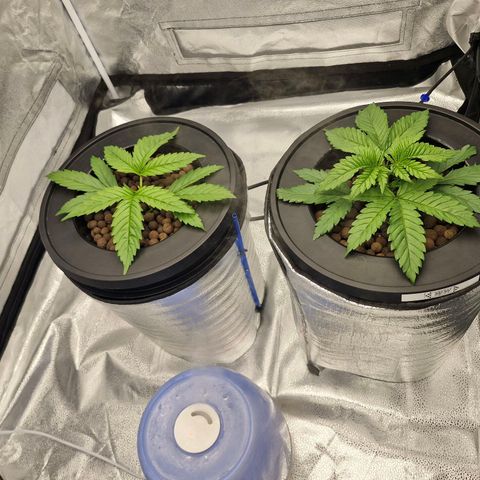 Purpel Kush, White whidoow-Norther light growlog timeline photo
