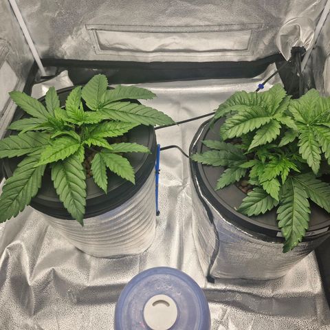 Purpel Kush, White whidoow-Norther light growlog timeline photo