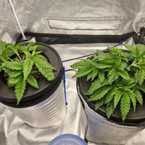 Purpel Kush, White whidoow-Norther light growlog timeline photo