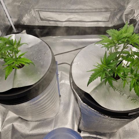 Purpel Kush, White whidoow-Norther light growlog timeline photo