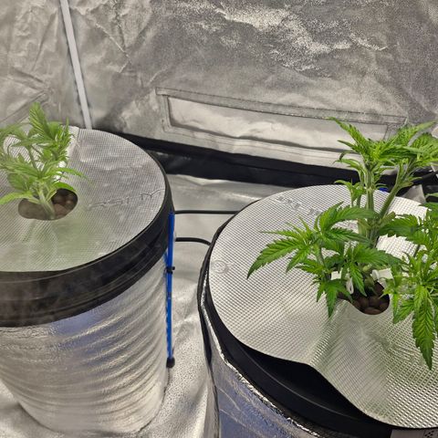 Purpel Kush, White whidoow-Norther light growlog timeline photo