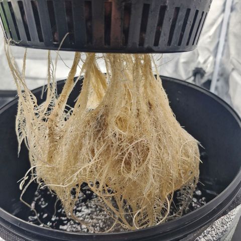 Purpel Kush, White whidoow-Norther light growlog timeline photo