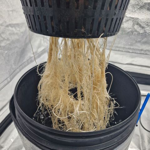 Purpel Kush, White whidoow-Norther light growlog timeline photo
