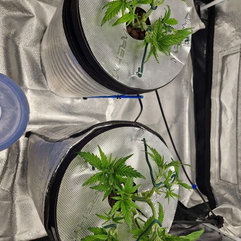 Purpel Kush, White whidoow-Norther light growlog timeline photo