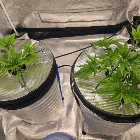 Purpel Kush, White whidoow-Norther light growlog timeline photo