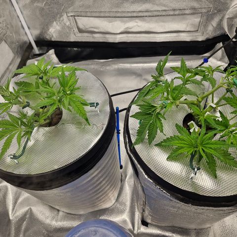 Purpel Kush, White whidoow-Norther light growlog timeline photo