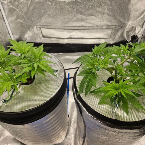 Purpel Kush, White whidoow-Norther light growlog timeline photo