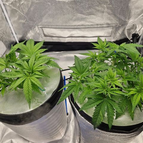 Purpel Kush, White whidoow-Norther light growlog timeline photo