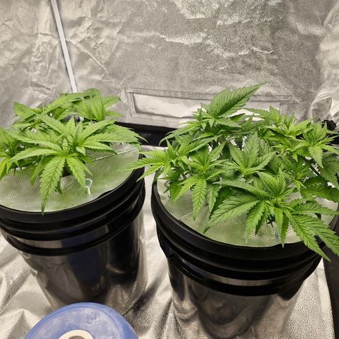 Purpel Kush, White whidoow-Norther light growlog timeline photo