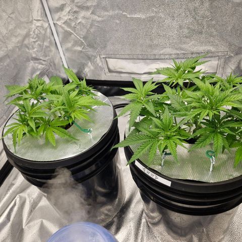 Purpel Kush, White whidoow-Norther light growlog timeline photo