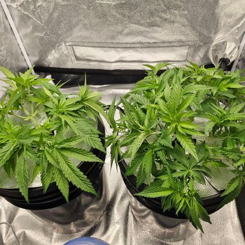 Purpel Kush, White whidoow-Norther light growlog timeline photo