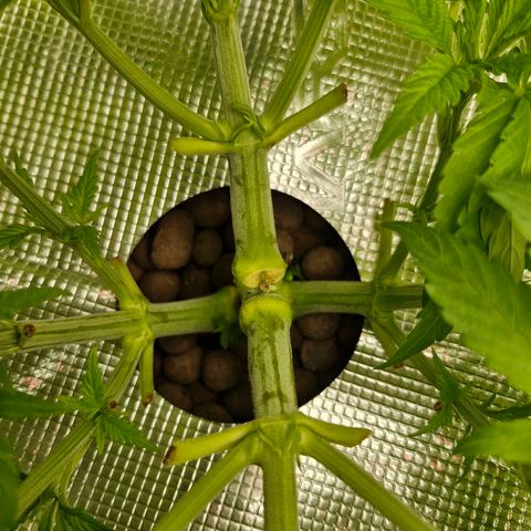 Purpel Kush, White whidoow-Norther light growlog timeline photo