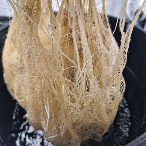 Purpel Kush, White whidoow-Norther light growlog timeline photo
