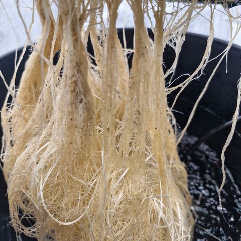 Purpel Kush, White whidoow-Norther light growlog timeline photo