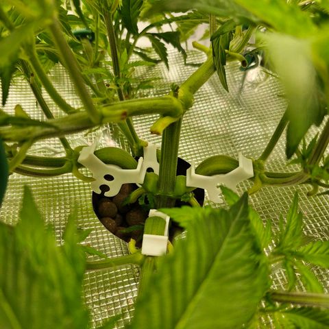 Purpel Kush, White whidoow-Norther light growlog timeline photo