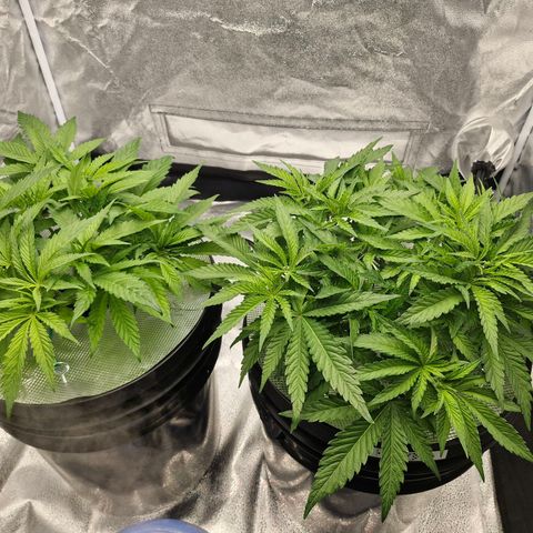Purpel Kush, White whidoow-Norther light growlog timeline photo