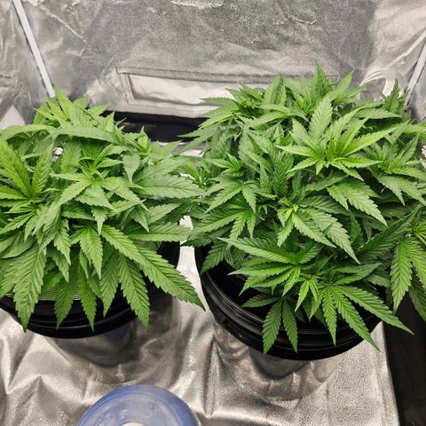 Purpel Kush, White whidoow-Norther light growlog timeline photo
