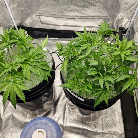 Purpel Kush, White whidoow-Norther light growlog timeline photo