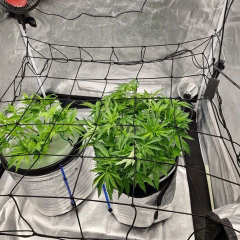 Purpel Kush, White whidoow-Norther light growlog timeline photo