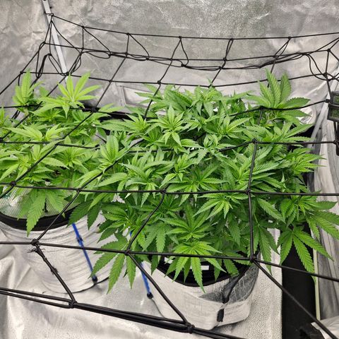 Purpel Kush, White whidoow-Norther light growlog timeline photo