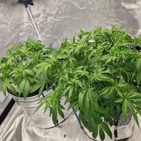 Purpel Kush, White whidoow-Norther light growlog timeline photo