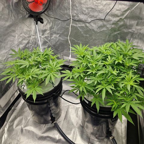 Purpel Kush, White whidoow-Norther light growlog photo: Vor dem Haare schneiden und danach 
